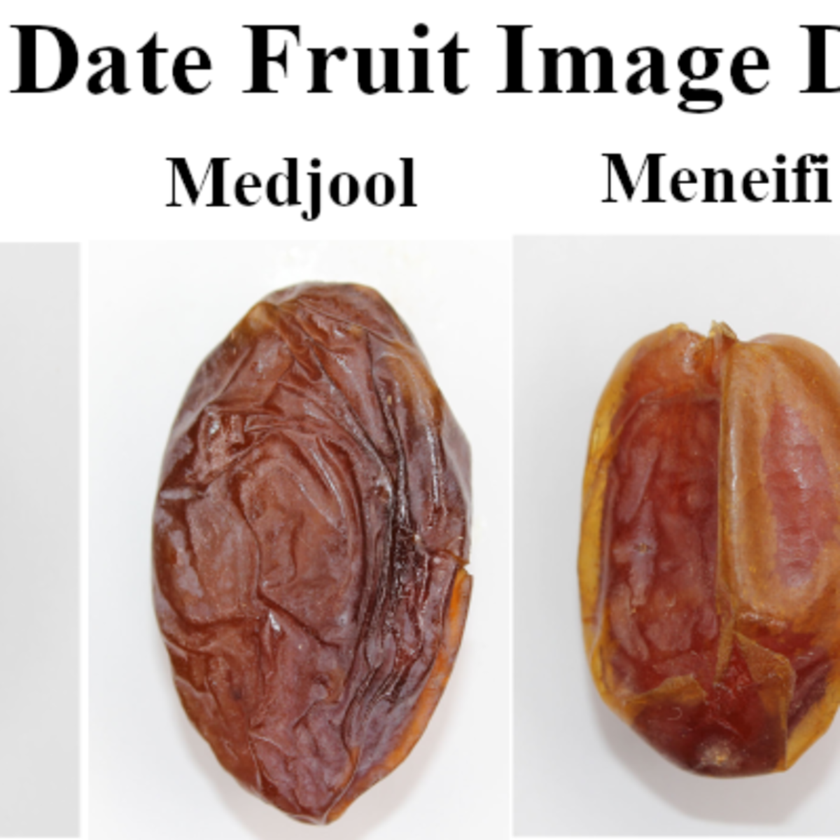 Date fruit image classification project